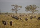 Lake Nakuru